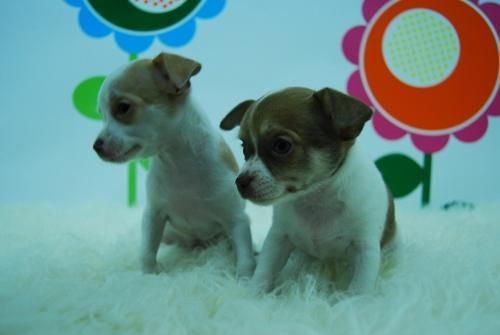 CHIHUAHUA PRECIOSOS  _www.animalflower.com _ ( ENTREGA INMEDIATA DE LOS CACHORROS ) _ PEDIGRE Y 2 MESES EDAD