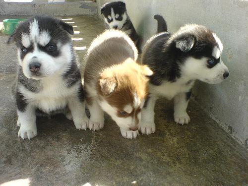 Husky Siberiano.(250€)