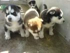 Husky Siberiano.(250€) - mejor precio | unprecio.es