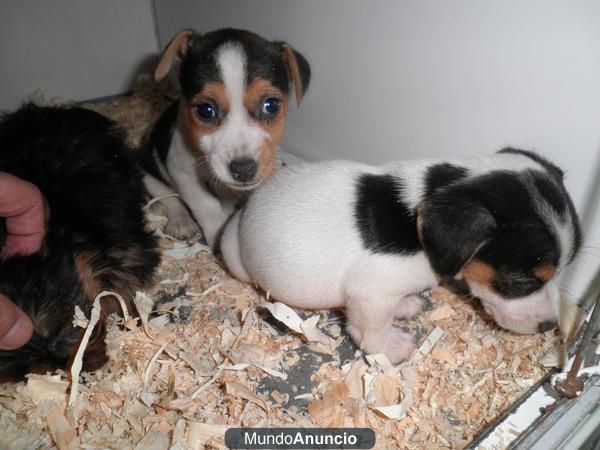 JACK RUSSELL PEDIGREE EN MADRID