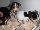 JACK RUSSELL PEDIGREE EN MADRID - mejor precio | unprecio.es