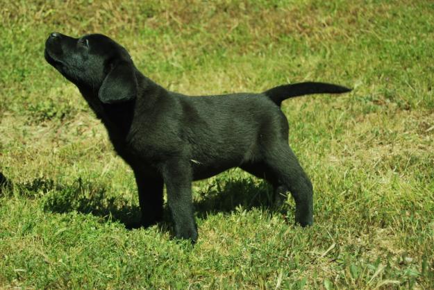 Labradores de Gran Calidad LOE - RSCE