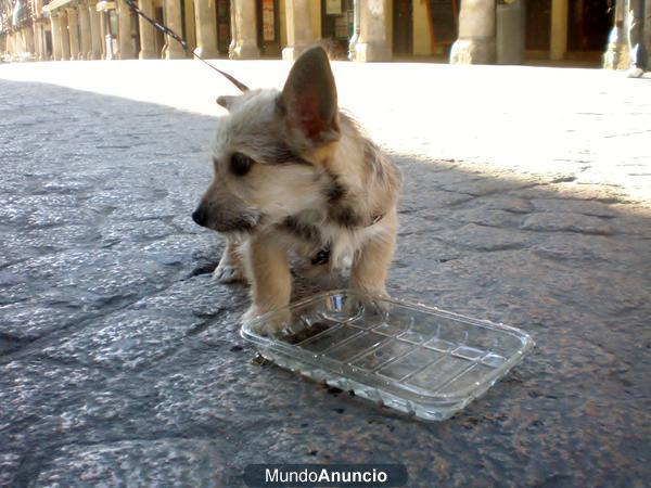 Nico, cachorrete de cinco meses y tamaño pequeño en adopción