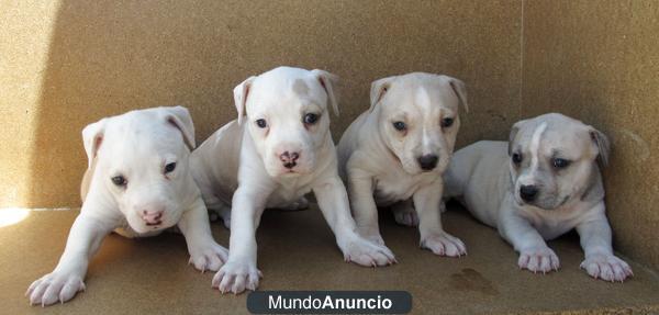 PITBULL TERRIER 190€