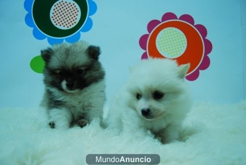 Pomerania ( Blancos y Bicolor ) Machos y Hembras