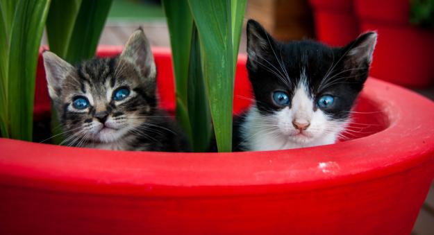 Regalo estos dos gatitos