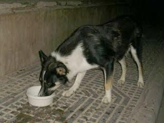 REGALO PERRO MUY CARIÑOSO