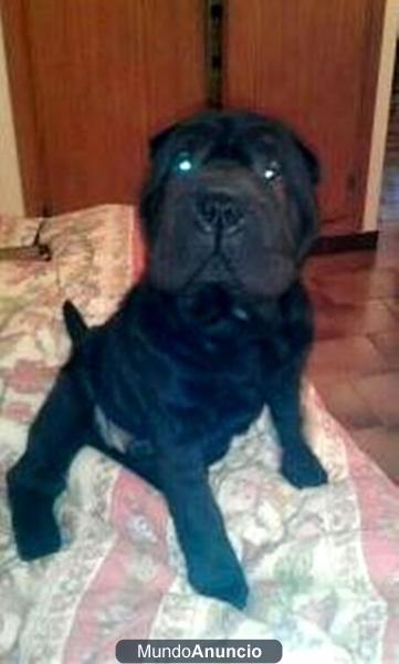 se vende cachorro sarpei