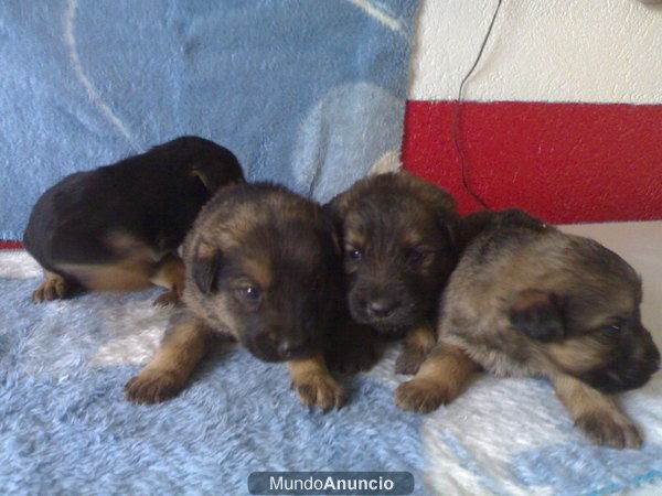 venta perros tarragona