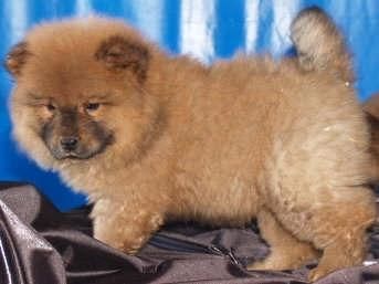 Tu Chow-chow, el cachorro que buscabas