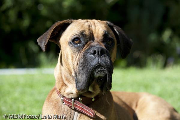 Vendo 4 Preciosos cachorros Boxer, pura raza y pedigree.