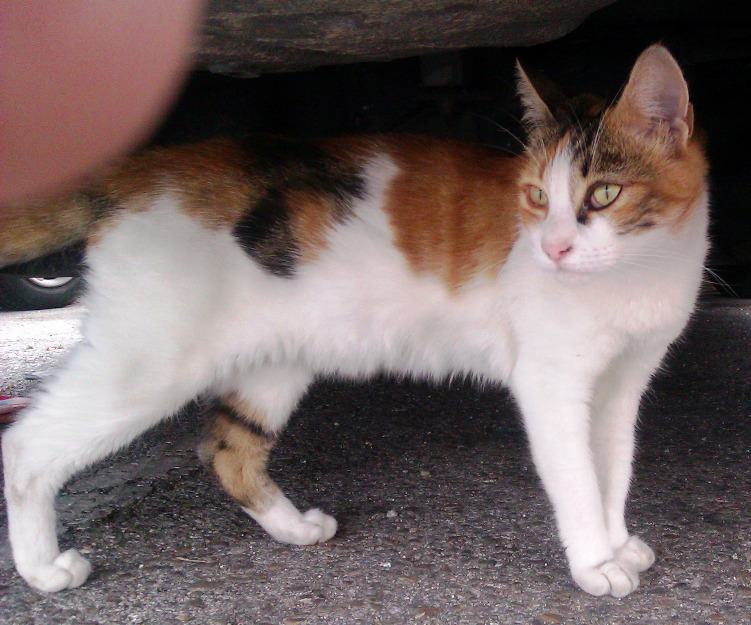 Urge acogida/adopción para gata tricolor, corre peligro en la calle.