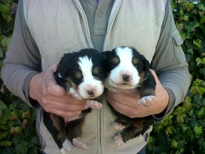 cachorros de boyero de berna