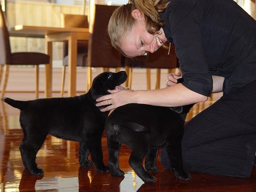 Cachorros Labrador