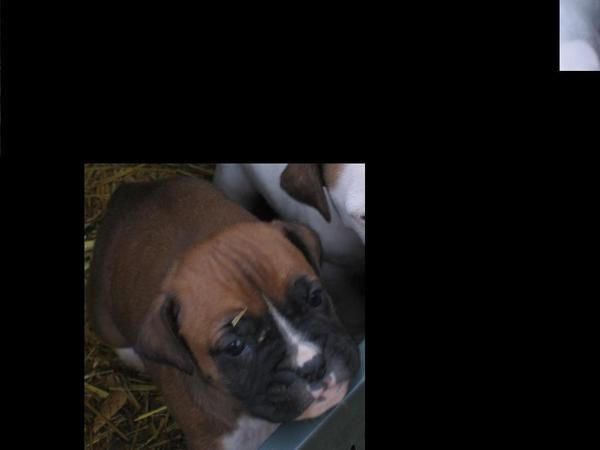 Oportunidad, 2 cachorritas boxer