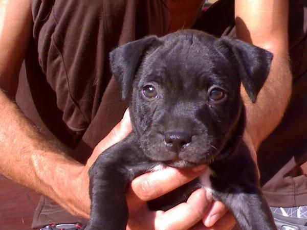 SE VENDE PRECIOSA HEMBRA STAFFORDSHIRE BULL TERRIER