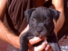 SE VENDE PRECIOSA HEMBRA STAFFORDSHIRE BULL TERRIER - mejor precio | unprecio.es