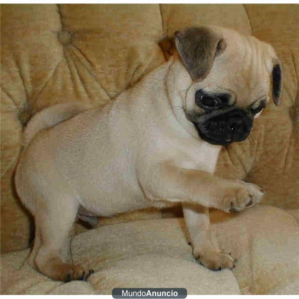 un hermoso cachorro Pug macho