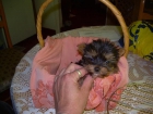 yorkshire terrier con pedigree y afijo - mejor precio | unprecio.es