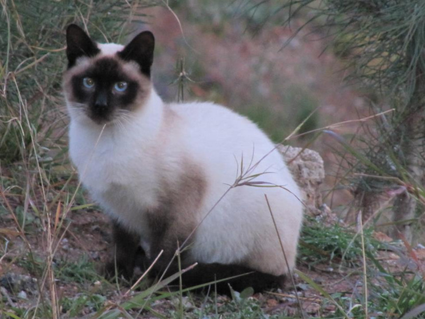 Siamés y Baliana, gatos abandonados en la colonia