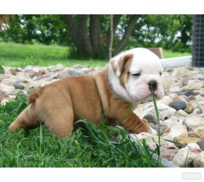 Bulldog en miniatura-Litterbox capacitado