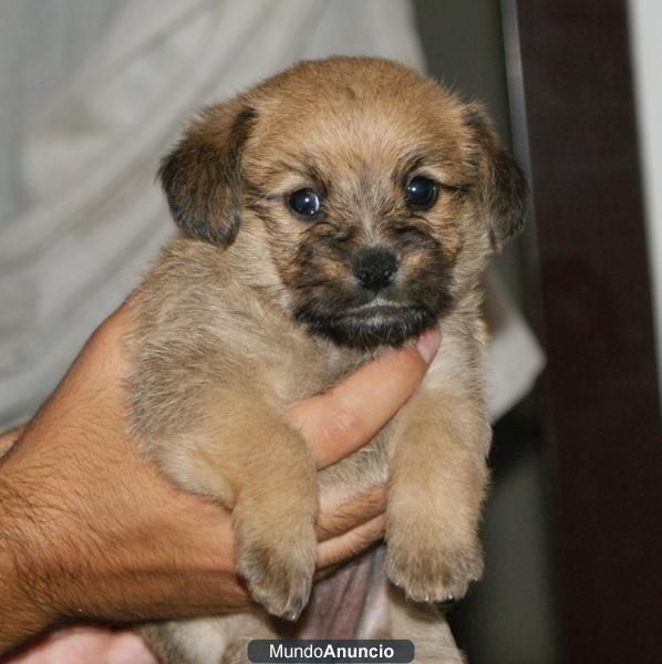 CACHORRO CRUCE PEQUINES PARA ADOPTAR