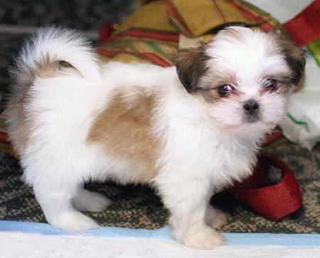 Camada de shih-tzu tricolores