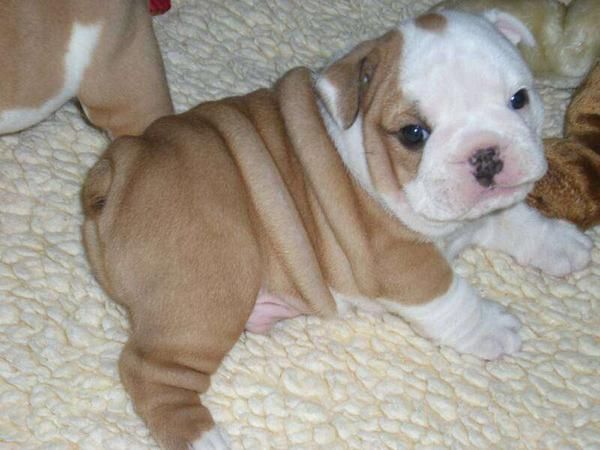 Excelente macho de bulldog ingles