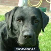 Labrador mestizo