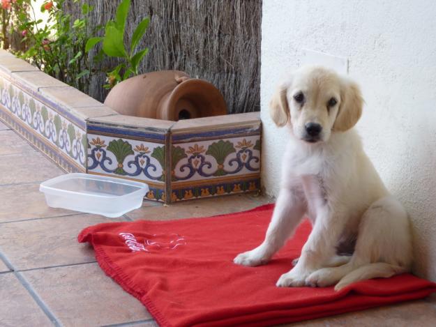 preciosa cachorrita de golden con pedigree