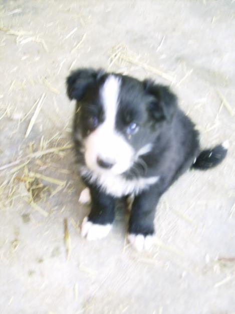 preciosos border collie