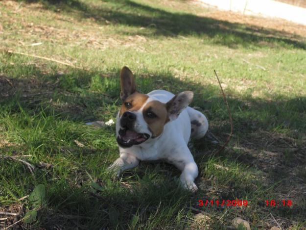 ROBIN cruce de bodeguero y bulldog frances de 5 años