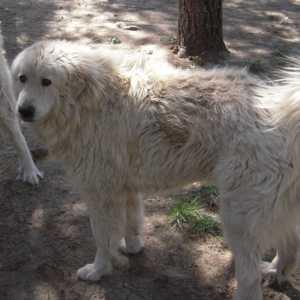 SE REGALA  PERRO Y PERRA DE MONTAÑA DE LOS PIRINEOS.