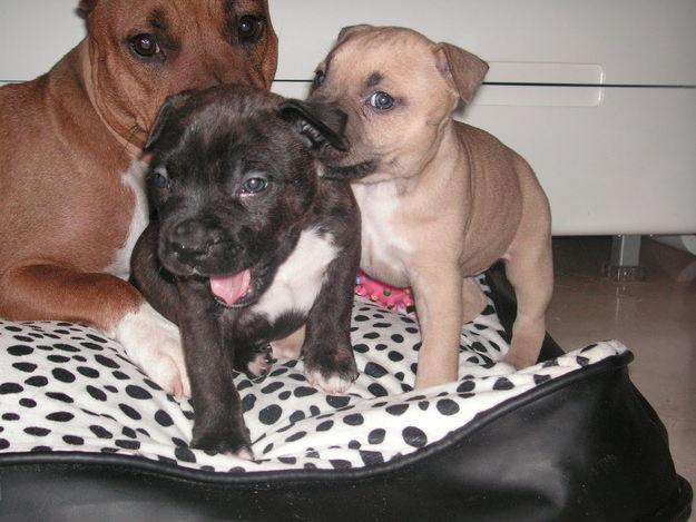 vendo cachorros american stafforshire terrier