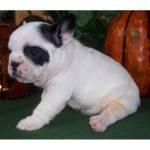 3 camada bulldog frances