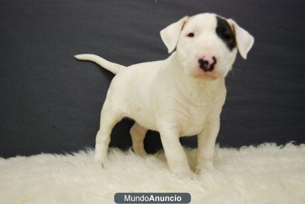 Bull terrier Miniatura & standard, dos camada disponibles¡