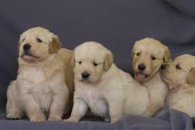 cachorro golden retriever