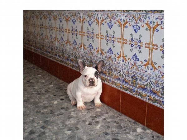 cachorros de bulldog frances