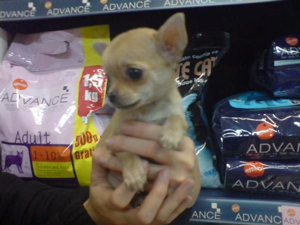 CACHORROS DE CHIHUAHUA MINI, PRECIOSOS 650 EUROS