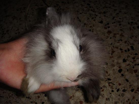 EXCELENTES CONEJOS DE ANGORA CON 2 MESES