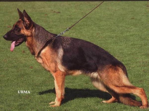 Extraordinarias cachorras pastor aleman Ceppa, 4 meses