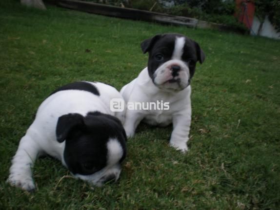 Preciosa cachorrita de BullDog Frances