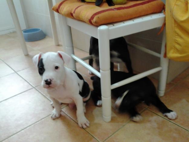 Preciosos cachorros pitbull