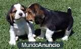 REGALO: navidad CACHORROS BEAGLE