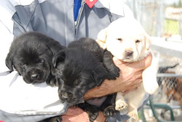 reserva ya tus cachorros de LABRADOR CON PEDIGREE 360 EUROS