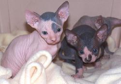 Tengo 2 hembras y un macho Sphynx gatito