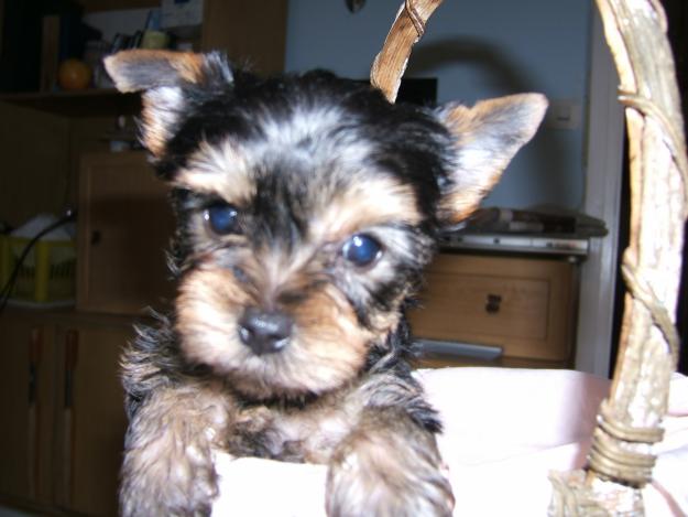 yorkshire terrier