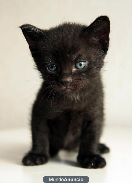 gatitos negros pequeñas panteras todo un regalo