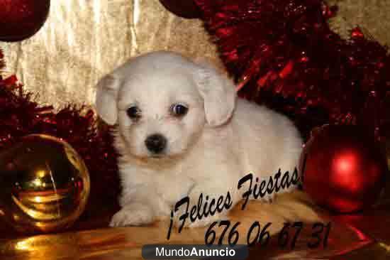 bichon maltes, ¡la mejor compañía para Navidad!