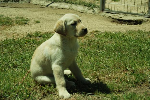 Camada de Labradores de Gran Calidad LOE, pruebas de displasia & codo